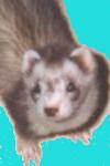 One of Owen's favorite animals and his faculty photo.