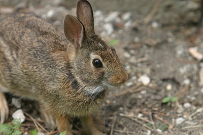 Rabbit on campus