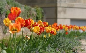 Tulips in bloom on the west side