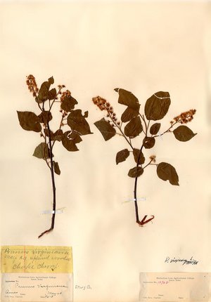 Sample mounted specimen: Prunus virginiana collected in Story County by George Washington Carver in 1894 or 1895
